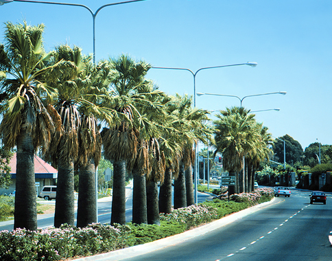 Photo of the palm trees highlighting the Travis Boulevard entrance to the City of Fairfield and the Solano Mall, Fairfield Gateway Project, City of Fairfield, CA