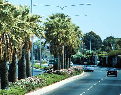 Photo of the palm trees highlighting the Travis Boulevard entrance to the City of Fairfield and the Solano Mall, Fairfield Gateway Project, City of Fairfield, CA